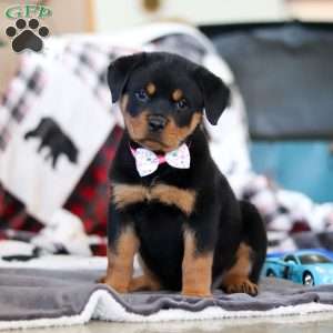 Ellie, Rottweiler Puppy